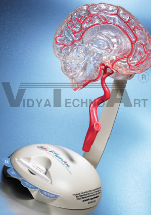 Cerebral Artery Model